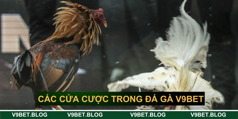 Các cửa cược phổ biến trong đấu chiến kê