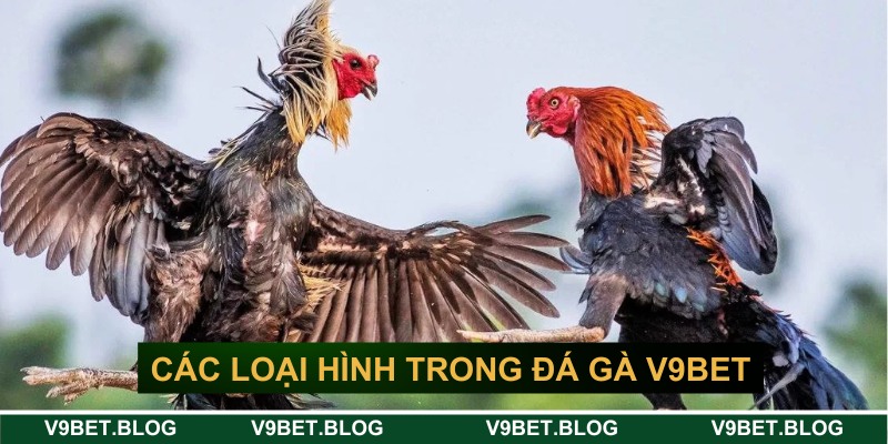 Các loại hình chơi đá gà hấp dẫn Các loại hình chơi đá gà hấp dẫn
