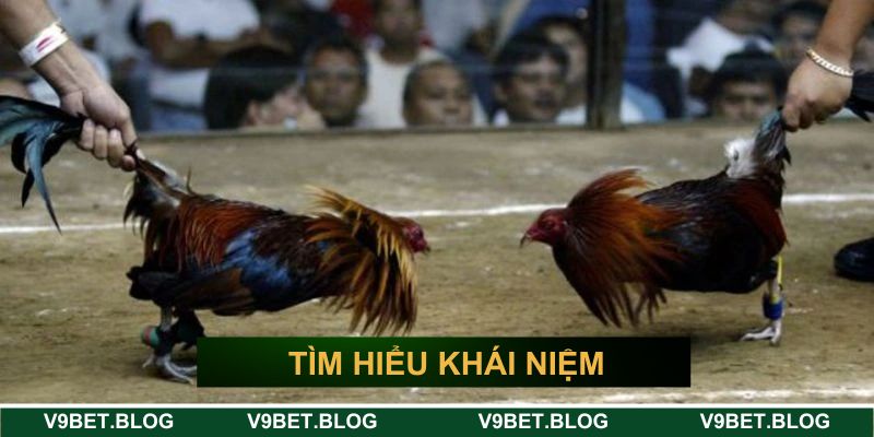 Tìm hiểu khái niệm đá gà cựa sắt V9bet