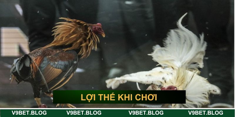 Lợi thế khi chơi đá gà cựa sắt V9bet