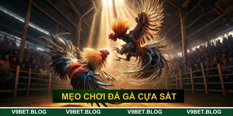 Mẹo chơi đá gà cựa sắt V9bet cho tân thủ