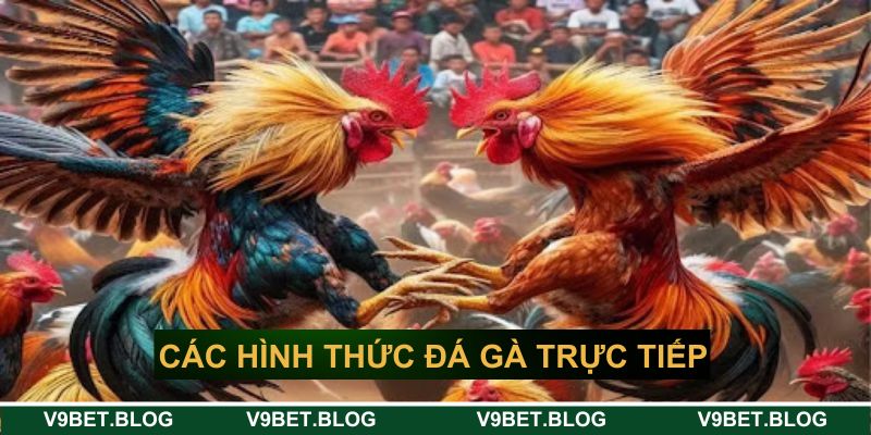Các hình thức đá gà trực tiếp V9bet Các hình thức đá gà trực tiếp V9bet