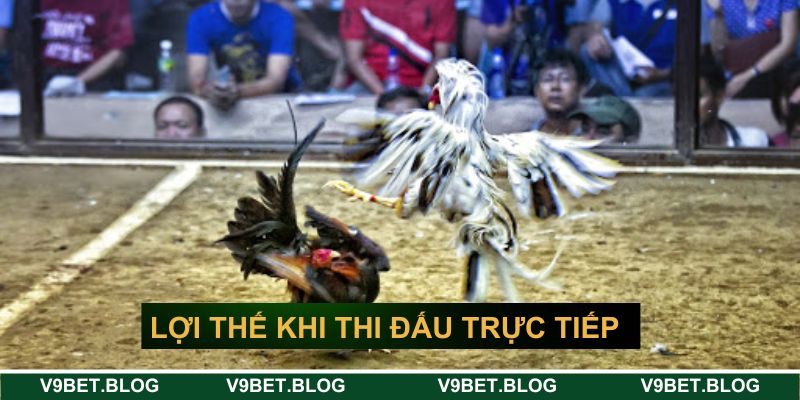 Lợi thế khi thi đấu trực tiếp đá gà hôm nay V9bet Lợi thế khi thi đấu trực tiếp đá gà hôm nay V9bet