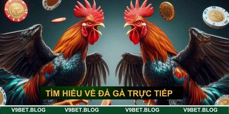 Tìm hiểu về đá gà trực tiếp V9bet Tìm hiểu về đá gà trực tiếp V9bet