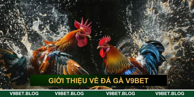 Giới thiệu về đá gà V9bet Giới thiệu về đá gà V9bet